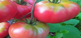 Descripción de la variedad de tomate Patata frambuesa y sus características