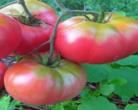 Beschrijving van de tomatensoort Aardappelframboos en zijn kenmerken