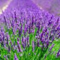 Lavendel im Freien pflanzen und pflegen, beschneiden und für den Winter vorbereiten