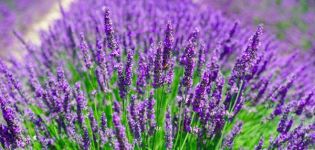 Plantera och ta hand om lavendel utomhus, beskära och förbereda för vintern