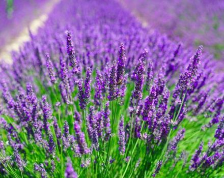 Plantera och ta hand om lavendel utomhus, beskära och förbereda för vintern