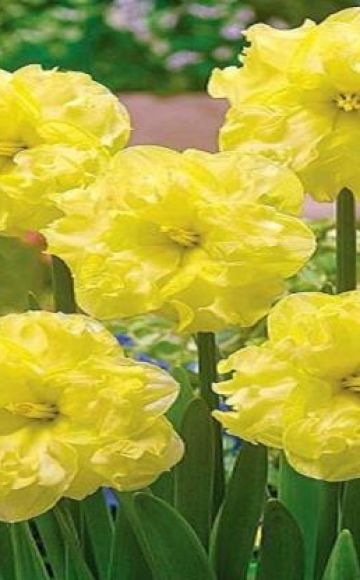 Description and characteristics of the Sunny Side Up narcissus, planting and care rules