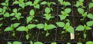 Kaip galima atskirti karštųjų pipirų sodinukus nuo saldžiųjų, jų priežiūros ir auginimo namuose