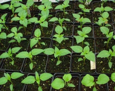 How can you distinguish hot pepper seedlings from sweet ones, care and cultivation at home