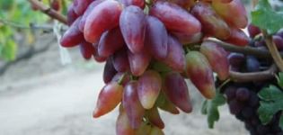 Vynuogių veislės „Dubovsky pink“ aprašymas ir savybės, pliusai ir trūkumai