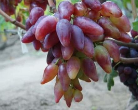 Descripción y características de la variedad de uva Dubovsky rosa, pros y contras.