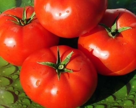 Beskrivelse af Townsville tomatsort, funktioner i dyrkning og pleje