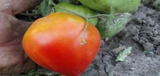 Pomidorų „Fater Rein“ veislės aprašymas, jo savybės ir derlius