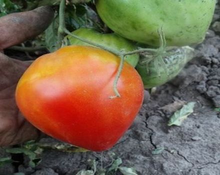 Descripción de la variedad de tomate Fater Rein, sus características y rendimiento