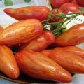 Opis sorte rajčice Ludilo Kasadi, njegove karakteristike i prinos