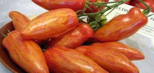 Περιγραφή της ποικιλίας ντομάτας Madness Kasadi, τα χαρακτηριστικά και η απόδοση της
