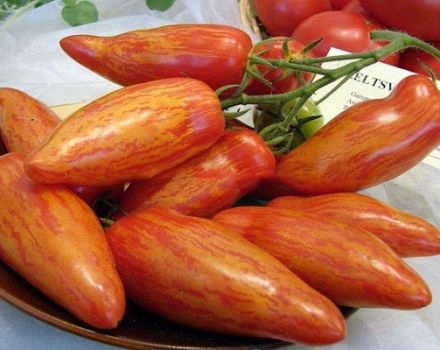 Beskrivelse af tomatsorten Madness Kasadi, dens egenskaber og udbytte
