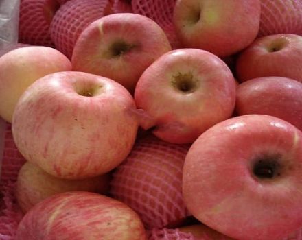 Fuji-omenoiden lajikkeen ja lajikkeiden kuvaus ja ominaisuudet, hedelmä ja viljely