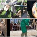 Hoof rot symptoms and treatment of cattle from biting midge at home
