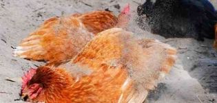 Comment éliminer les puces des poulets avec des remèdes et préparations populaires, règles de traitement