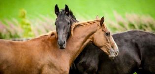 Typer af hestekrydsninger og grundlæggende regler