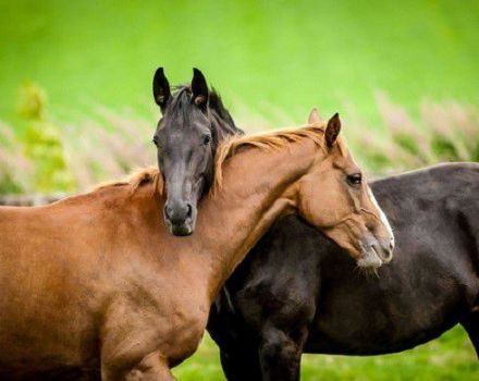 Soorten paardenovergangen en basisregels