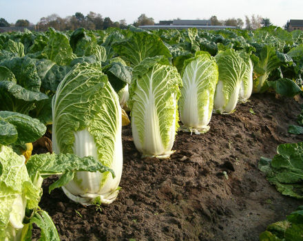 Growing and caring for Chinese cabbage in the open field in the garden