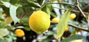 Beschrijving van Novogruzinsky-citroen, plant- en verzorgingsregels thuis