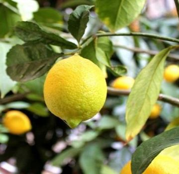 Opis pravidiel Novogruzinského citróna, výsadby a starostlivosti doma