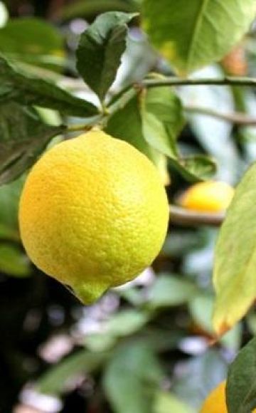 Opis pravidiel Novogruzinského citróna, výsadby a starostlivosti doma