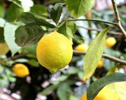Description du citron Novogruzinsky, règles de plantation et d'entretien à la maison