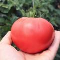 Descripción y características de la variedad de tomate Pink solution