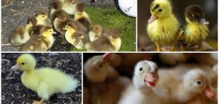 Why ducklings do not eat well and do not grow, reasons and what to do