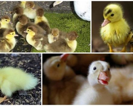 Why ducklings eat poorly and don't grow, reasons and what to do