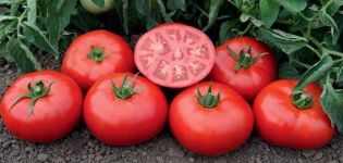 Περιγραφή της ποικιλίας ντομάτας Τομσκ και τα χαρακτηριστικά της