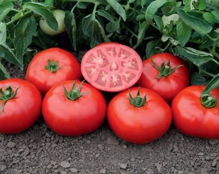 Tomsk domates çeşidinin tanımı ve özellikleri