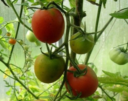 Descrizione della varietà di pomodoro Syzran Pipochka, coltivazione e cura