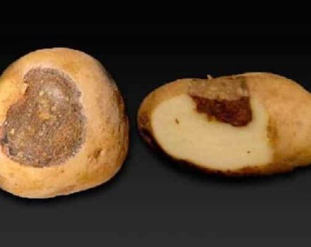 Description of potato alternaria, treatment and main measures to combat the disease