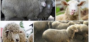 Beschrijving en kenmerken van blanke schapen, kenmerken van de inhoud