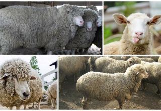 Descripció i característiques de les ovelles caucàsiques, característiques del contingut