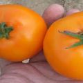 Descripción de la variedad de tomate Golden Nugget y sus características
