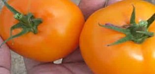 وصف صنف الطماطم الكتلة الذهبية المتنوعة وخصائصها