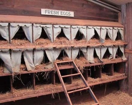 Kako napraviti domaće gnijezdo za kokoši nesilica s sakupljačem jaja kod kuće