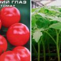Bullseye domates çeşidinin tanımı ve özellikleri