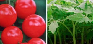 Beschreibung der Bullseye-Tomatensorte und ihrer Eigenschaften