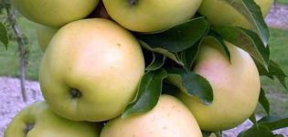 Descripció i característiques de la varietat de poma Medoc, les regles de cultiu i cura