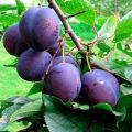 Description and characteristics of the Stanley plum variety, planting, cultivation and care