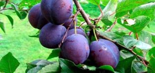 Description and characteristics of the Stanley plum variety, planting, cultivation and care