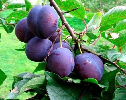 Descrierea și caracteristicile soiului de prune, plantare, cultivare și îngrijire
