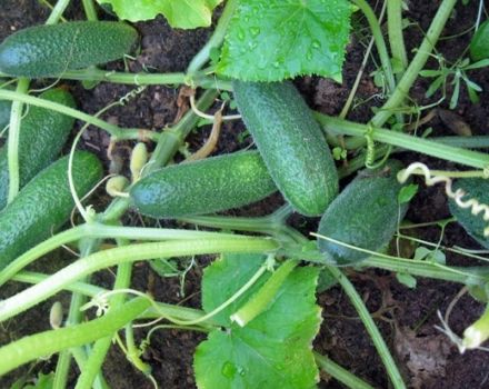 Description of the Salinas cucumber variety, its characteristics and yield