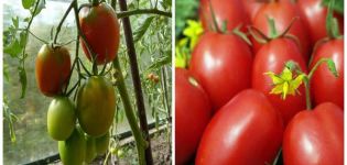 Aviso domates çeşidinin özellikleri ve tanımı