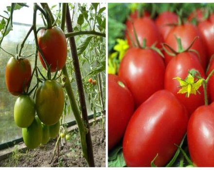 Characteristics and description of the tomato variety Aviso
