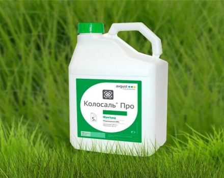 Instructies voor het gebruik van het fungicide Kolosal, consumptiesnelheden en analogen
