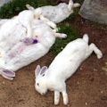 Síntomas y tratamiento de la enfermedad hemorrágica del conejo.