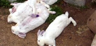 Symptome und Behandlung von hämorrhagischen Kaninchenerkrankungen